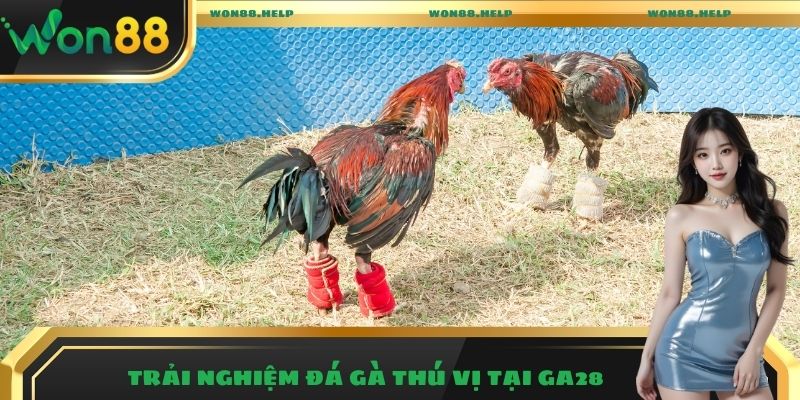 Đá Gà Won88 – Trải Nghiệm Những Trận Đấu Hấp Dẫn Nhất 2025 3 Trải nghiệm đá gà thú vị tại GA28