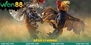 Đá Gà C1