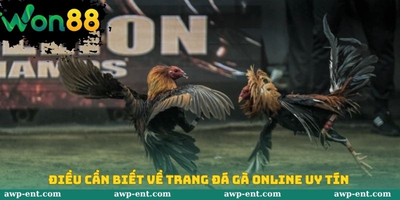 Điều cần biết về trang đá gà Online uy tín