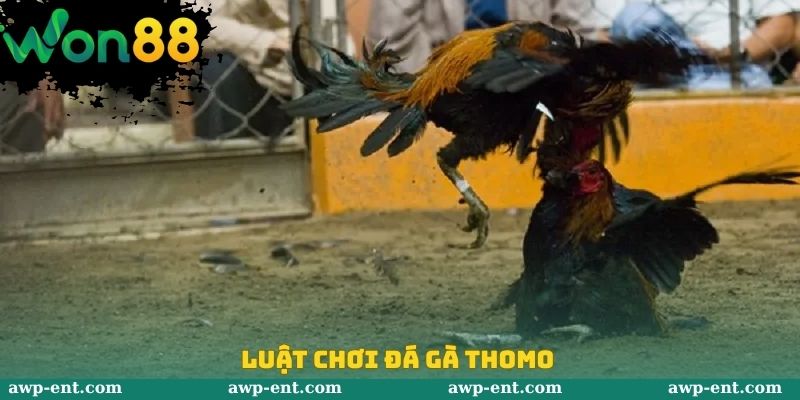 Luật chơi đá gà Thomo