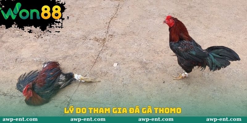 Lý do tham gia đá gà Thomo