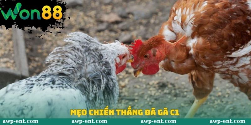 Mẹo chiến thắng đá gà C1