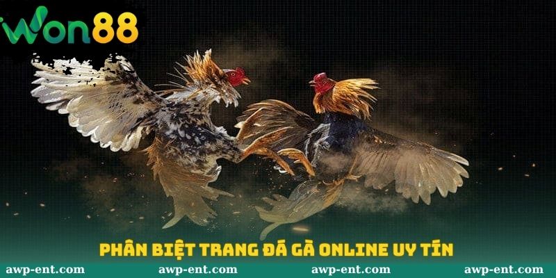 Phân biệt trang đá gà Online uy tín