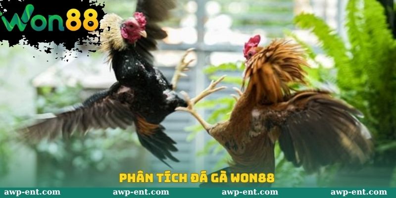 Phân tích đá gà Won88