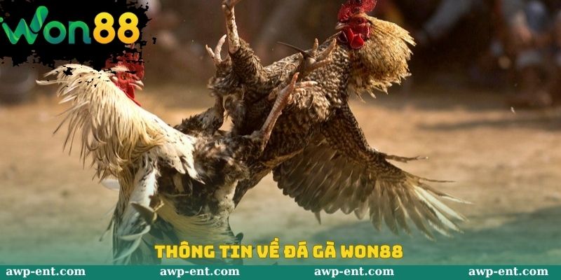 Thông tin về đá gà Won88