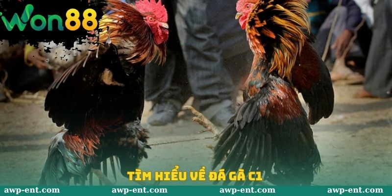 Tìm hiểu về đá gà C1