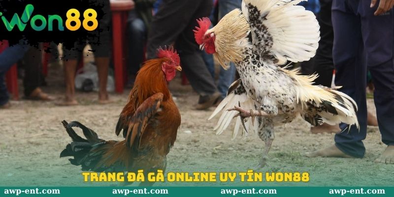 Trang Đá Gà Online Uy Tín