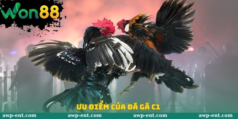 Ưu điểm của đá gà C1