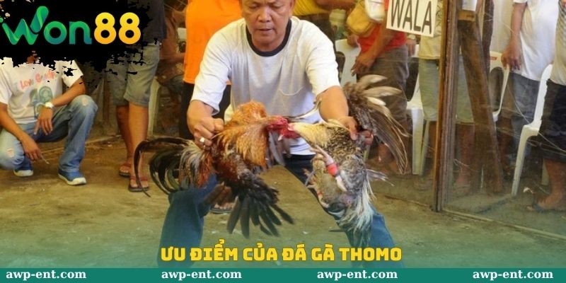 Ưu điểm của đá gà Thomo